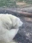Found the coca cola bear irl
