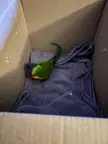 Found this guy hopping on the road, unable to fly 😭