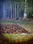 Found this guy in my back yard in southern Maine! Never seen a bear in Maine in my life - of course the first one is in my friggin back yard
