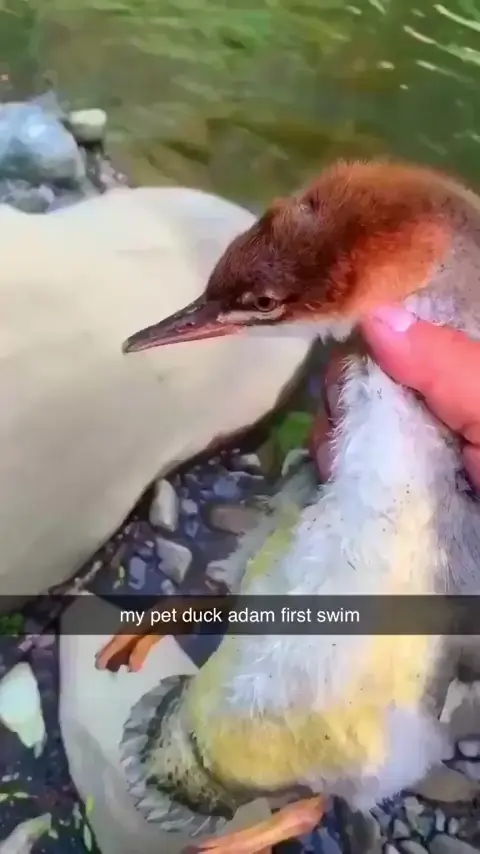 Freedom duck