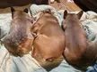 French, English, French