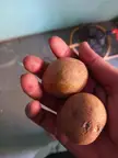 Fresh chiku from my farm .what do you guys call them in your language ?