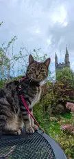 Freya the "house cat" making the most of her daily walk in the garden by posing for photos. 