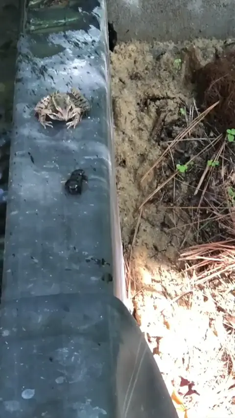 Frog: *coughs* nothing happened