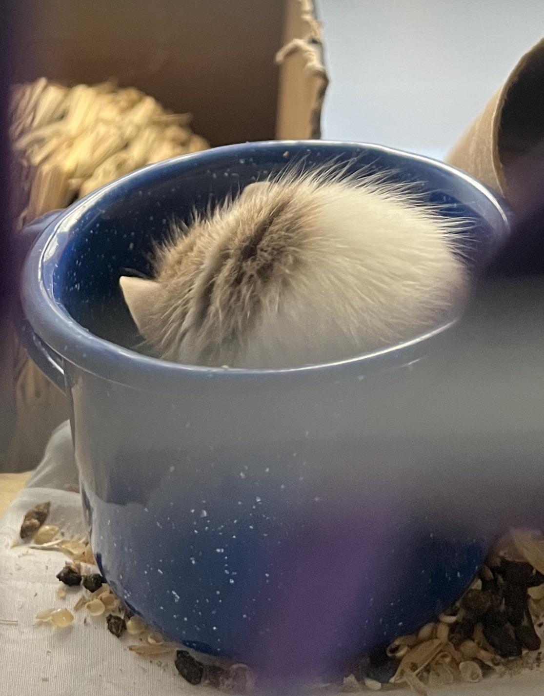 A lil Oatmeal in a cup, that’s a small-ass mousie