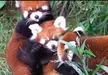 Funny red panda faces from a youtube video I watched (link in comments). Looks like an adult wah is trying to groom their off-spring, and the off-spring is protesting.