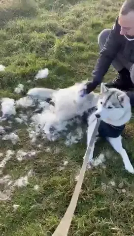 Fur flies everywhere!
