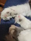 Fuzzy little beans