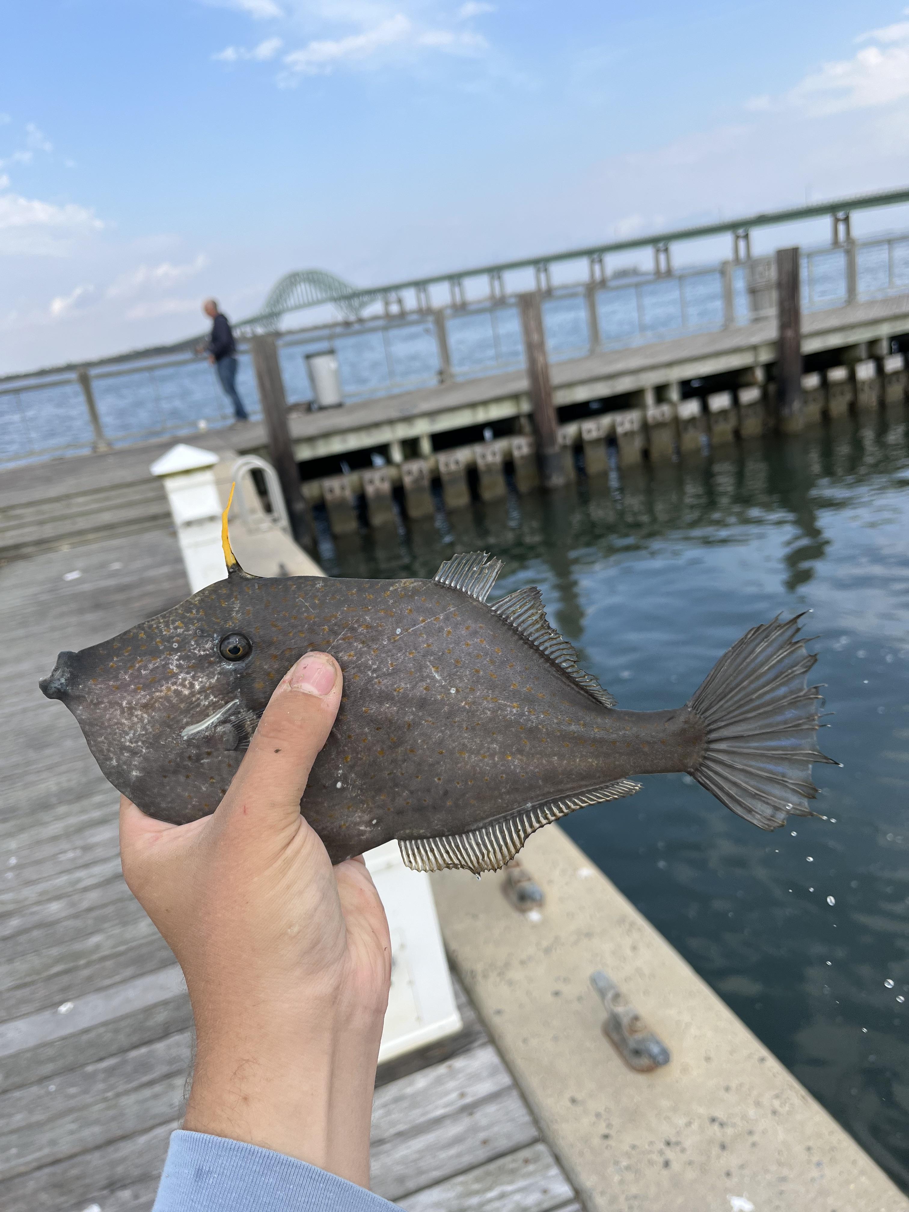 Scroll File Fish Orange filefish are probably my favorite niche fish | Scrolller
