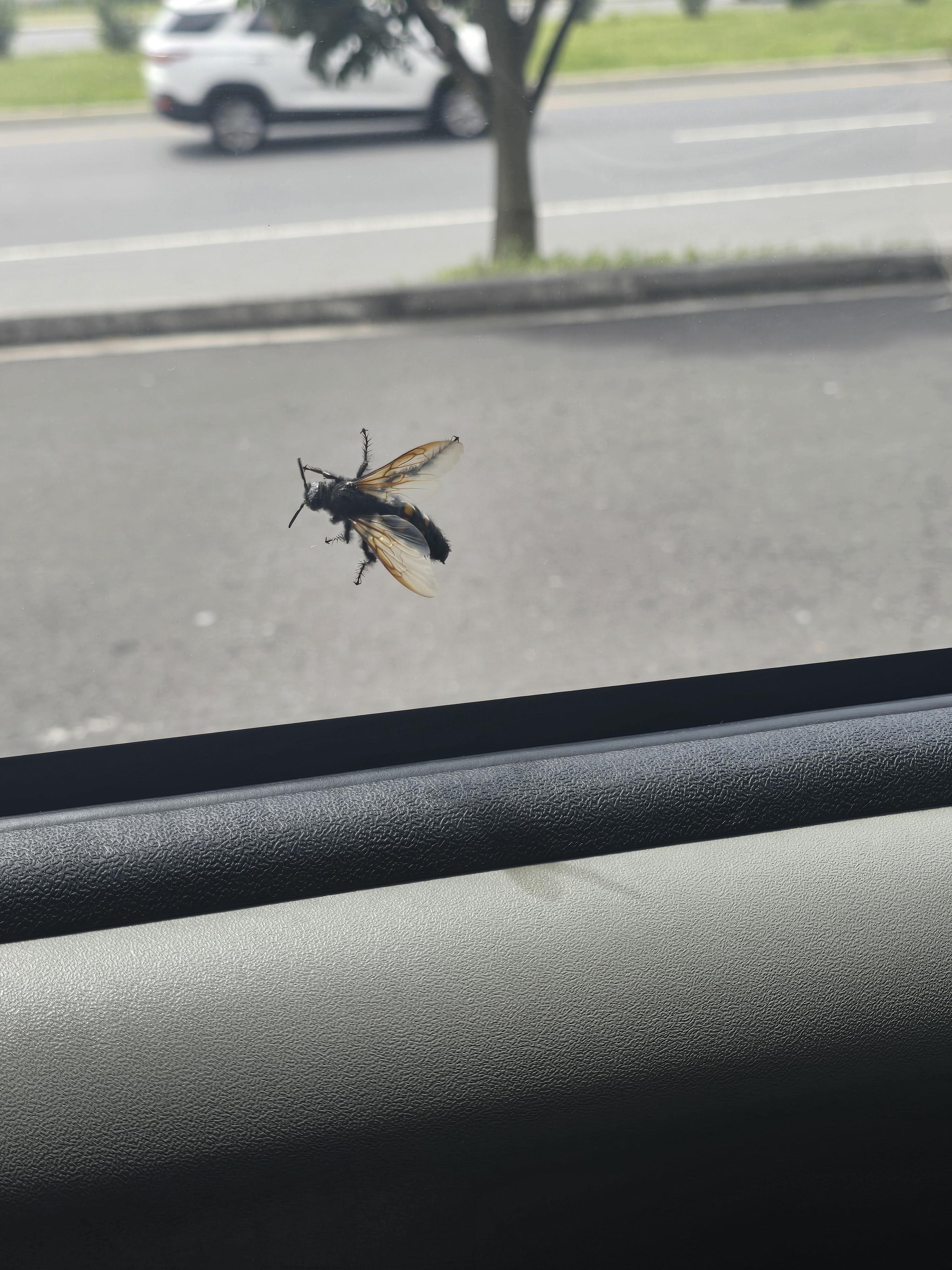 A big wasp looking thing landing on a car window frame in a close-up wildlife photography shot.