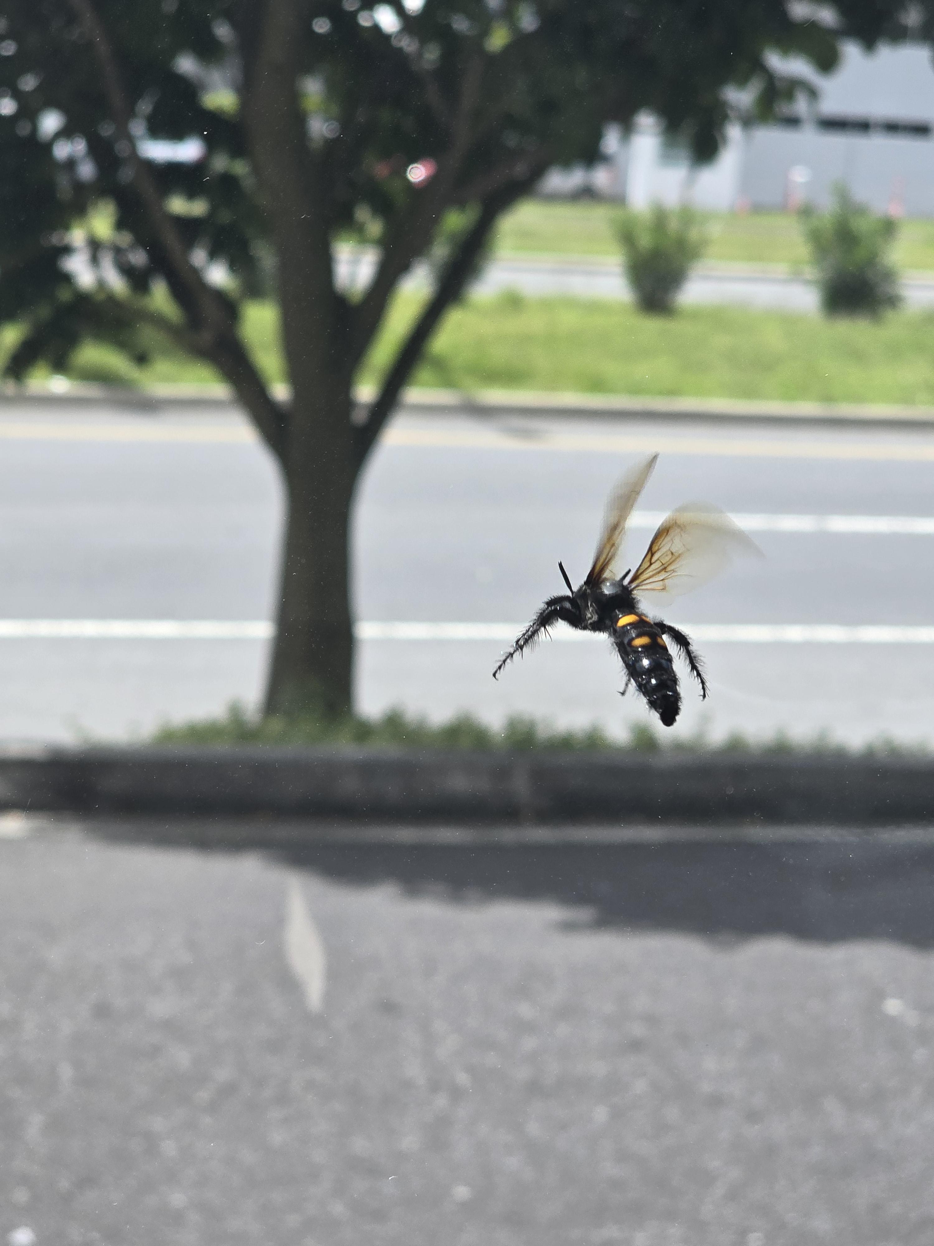 Big wasp looking thing