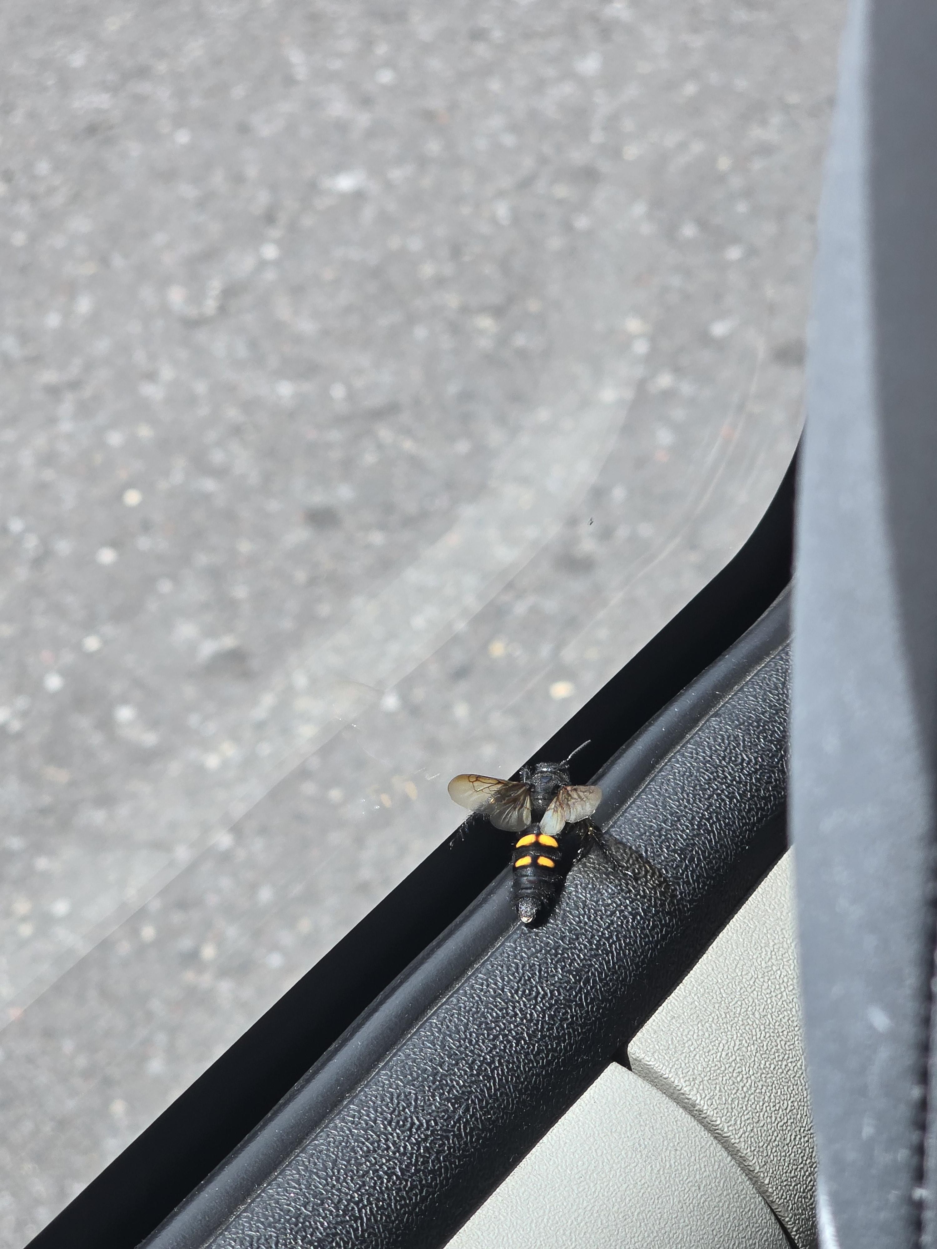 A big wasp looking thing landing on a car window frame in a close-up wildlife photography shot.