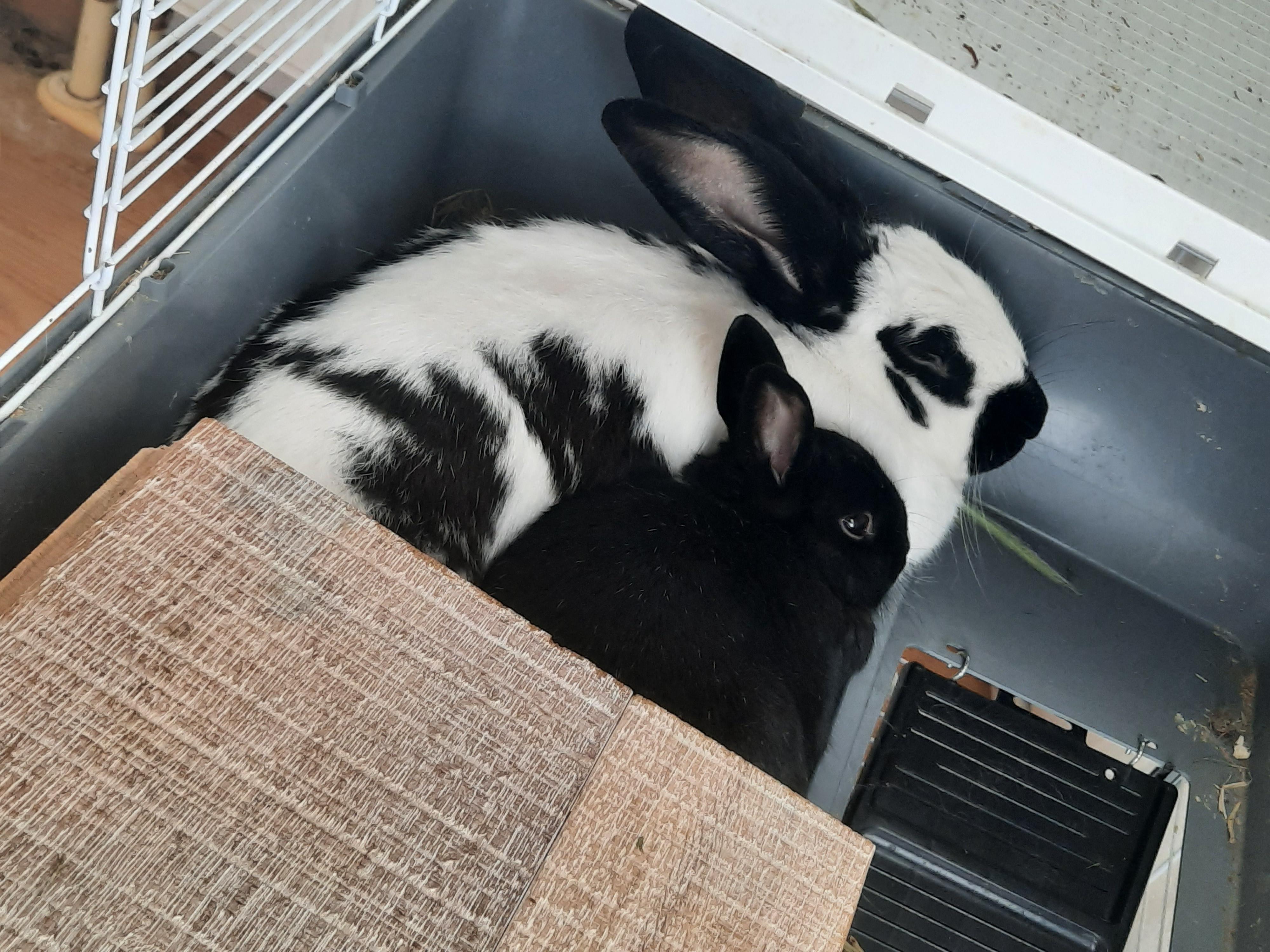 A black and white rabbit and a solid black rabbit cuddling together in a grey plastic bin.