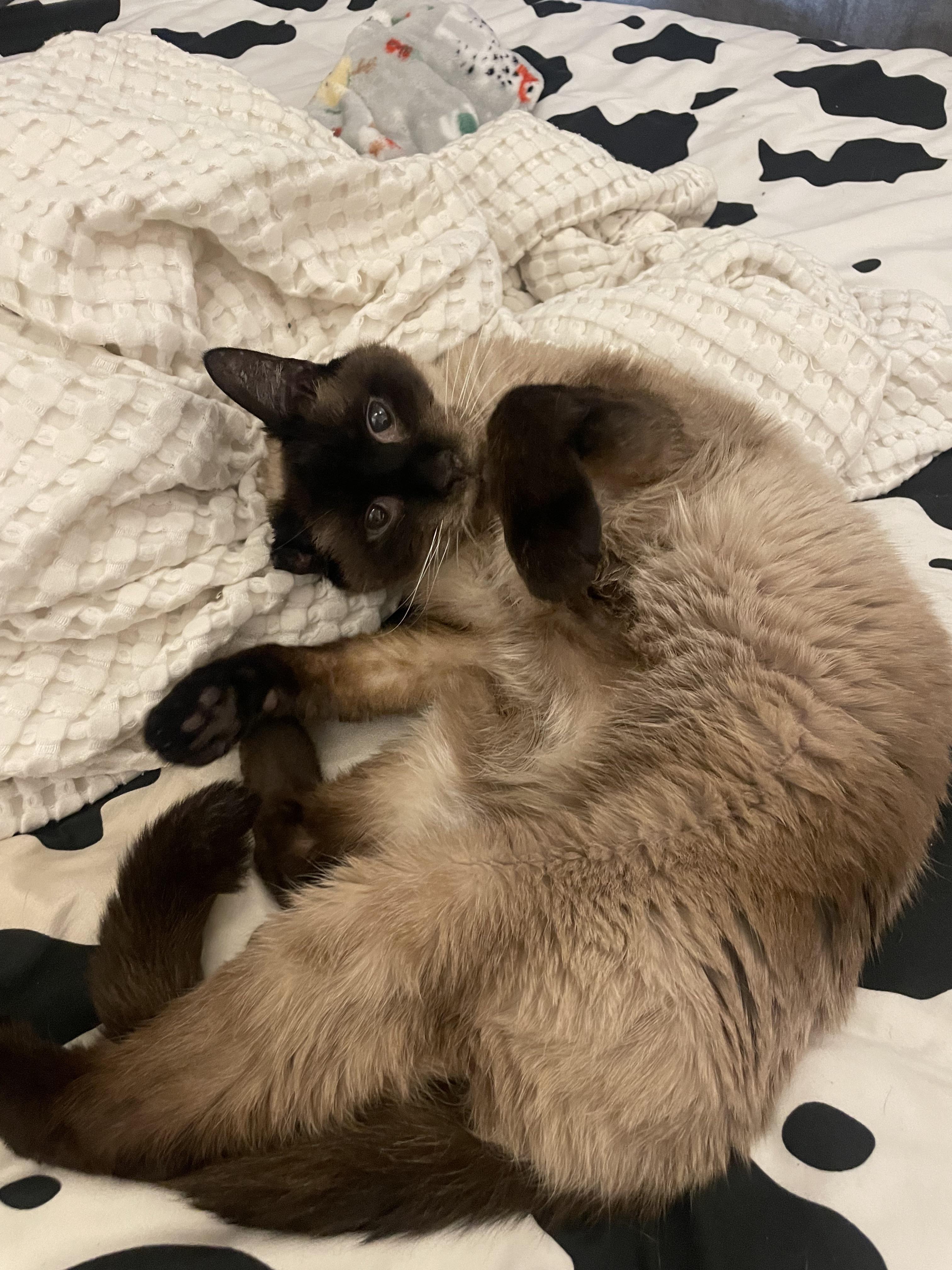 Fin’s belly is always open for business