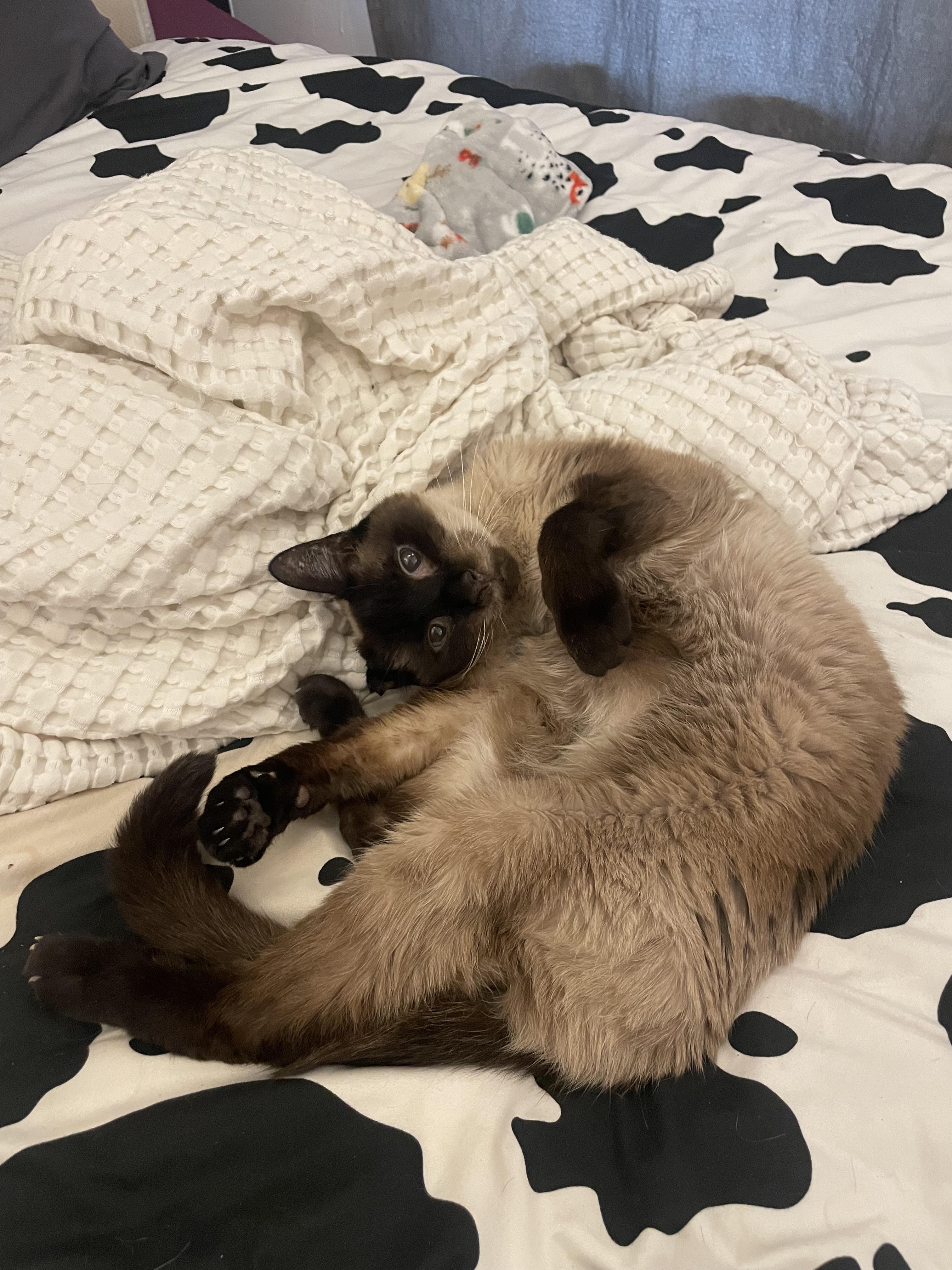 Fin the Siamese cat showing his belly while lying on a cow-print bedsheet
