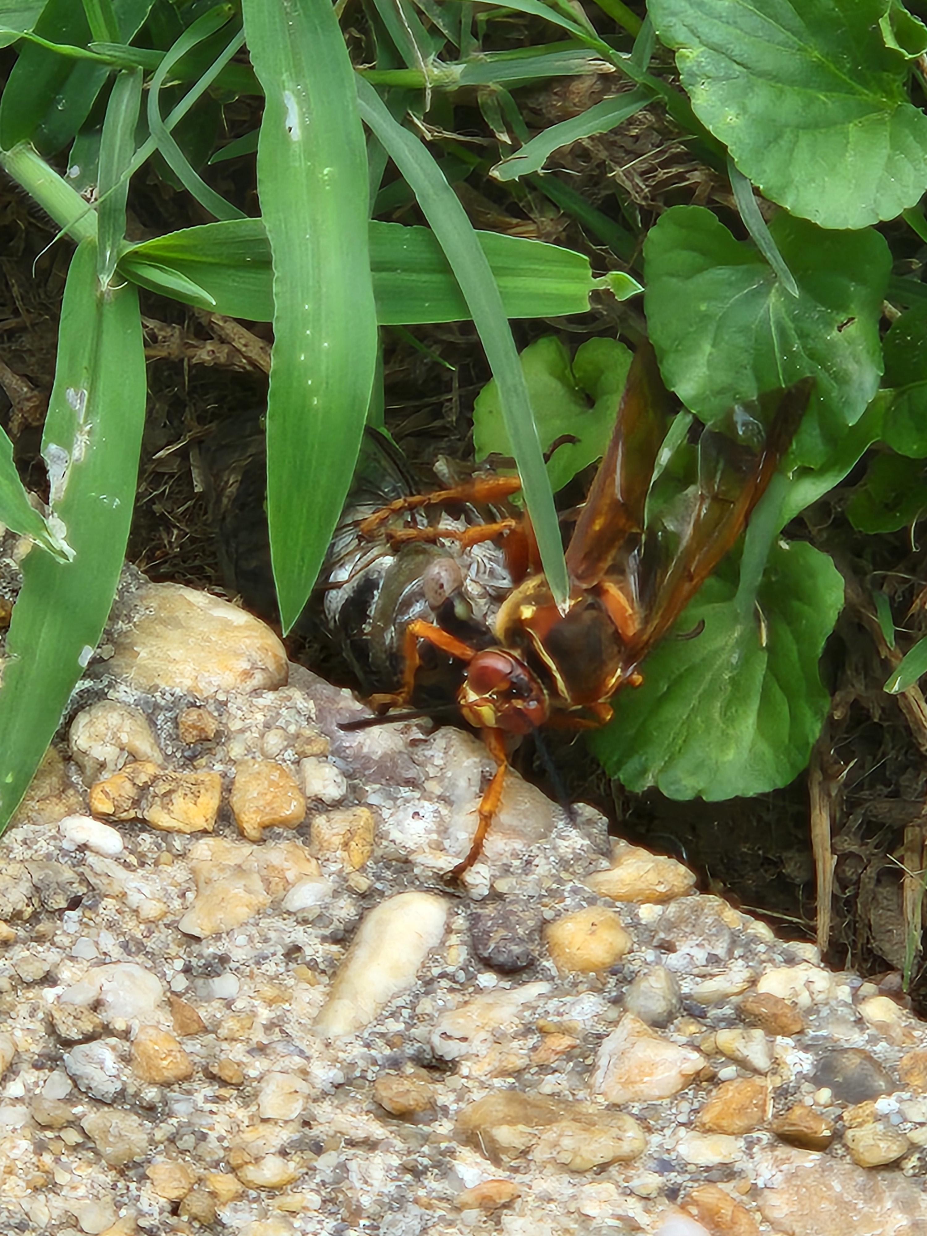Dead Insect Boot Critter just attacked a dead insect. What is it? | Scrolller