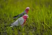 Galah
