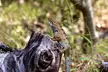 Garden Lizard - Hong Kong [oc] [4319x2879]