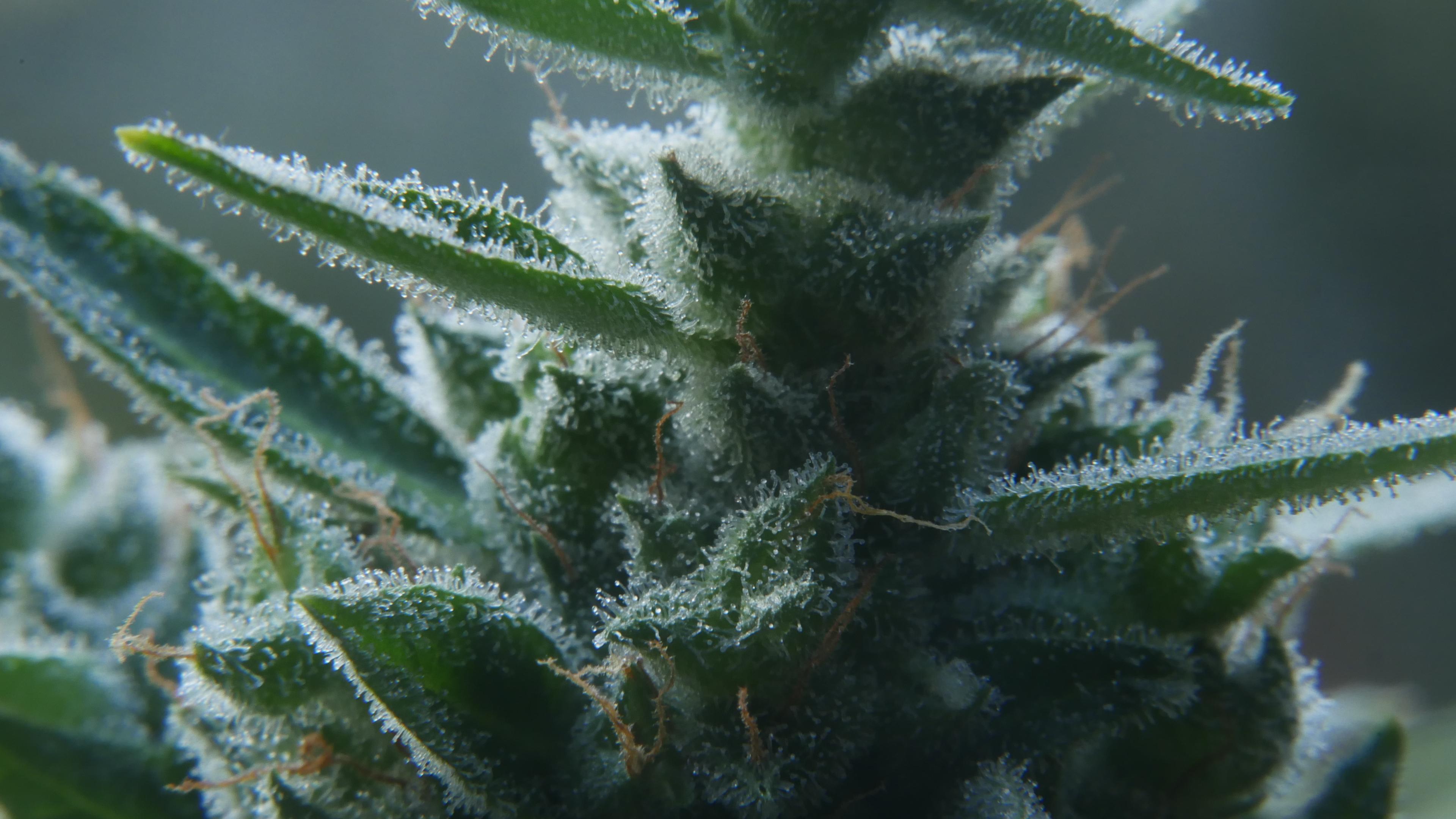 Discover more like Trees: How long would you wait? (can't see a change ...