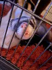 Geriatric ferret care advice?
