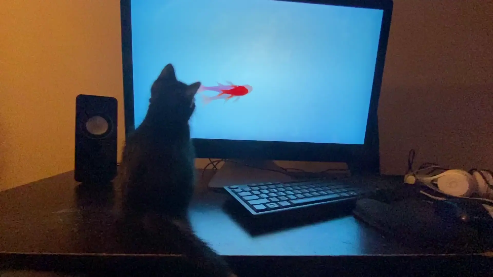 Get that fishy