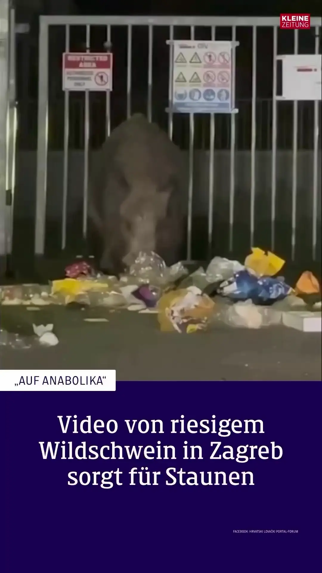 Giant boar filmed in Zagreb