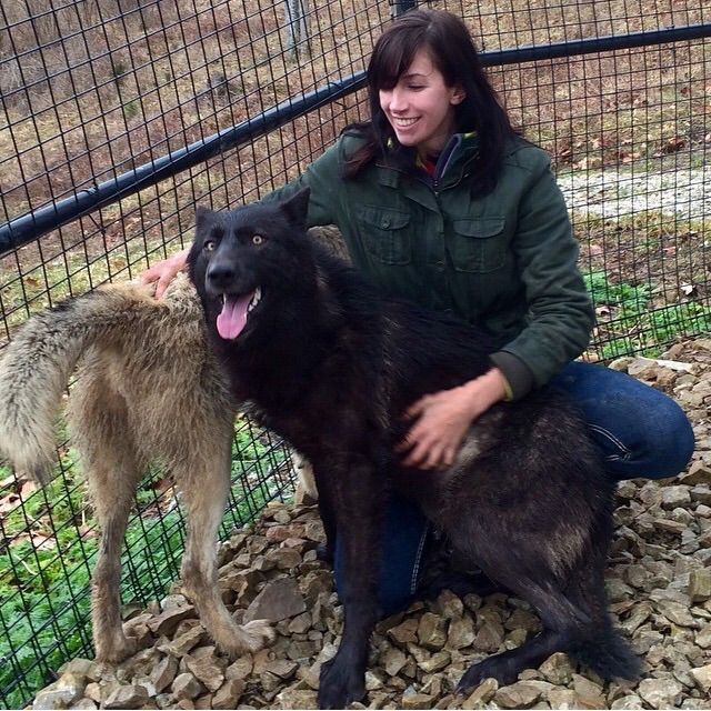 Girl and 8 month old grey wolf puppies | Scrolller