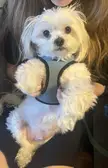 Giving thanks for our fur babies!