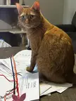 Giving you the stink eye