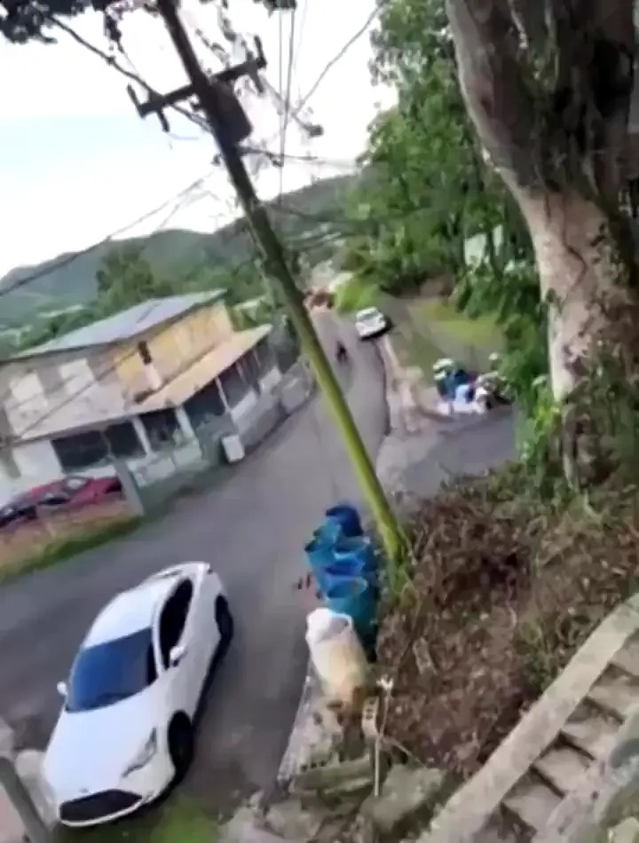 Goat induced childhood trauma 