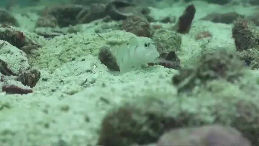Goby fish and pistol shrimp are pals living together
