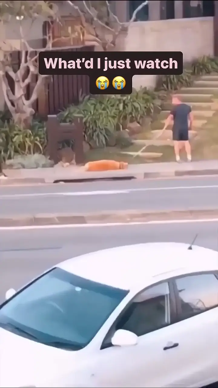 Golden retriever not retrieving 