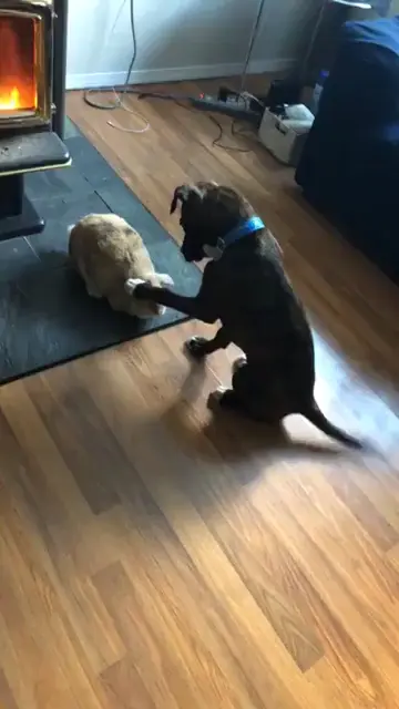Good Little Bun Bun