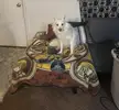 Got a new futon, but she didnt like it as much as the old one, so I made a mini couch out of it.
