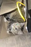 Got her. McDonald's bag FTW