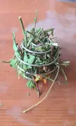 Got this metal ball with a shaker bottle, turned it into an enrichment ball for mice!