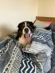 Gracie in a nest