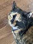 Gracie, my aunt’s cat