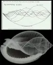 Graph of the first nine harmonics and an x-ray of a conch shell's inner structure