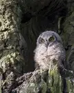 great horned owlet