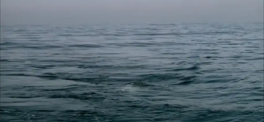 Great white shark hunts seal.