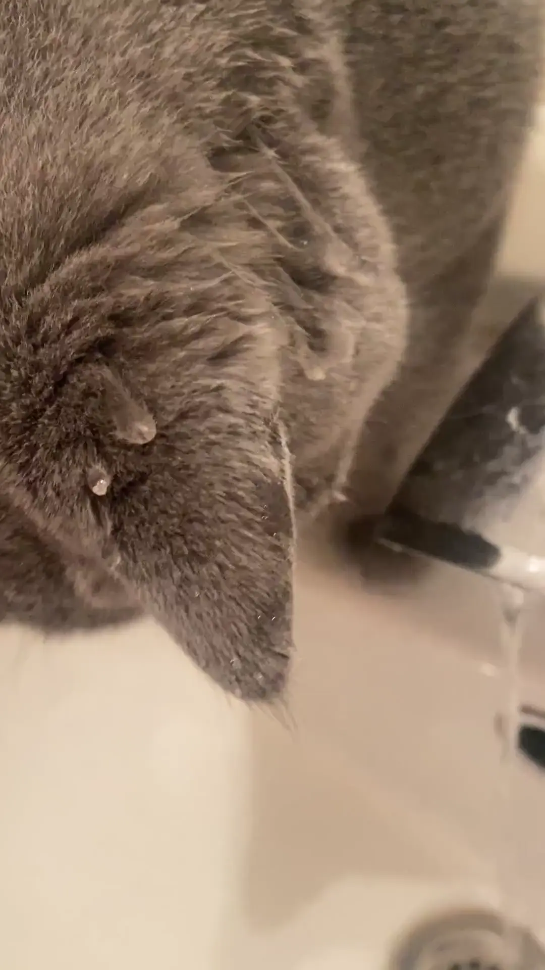 Griff’s back - is anyone else’s BSH obsessed with water?