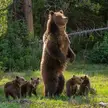 Grizzly #399 and her 4 cubs 