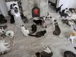 Guess how many cats.. 