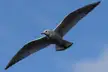 Gull gliding through the air