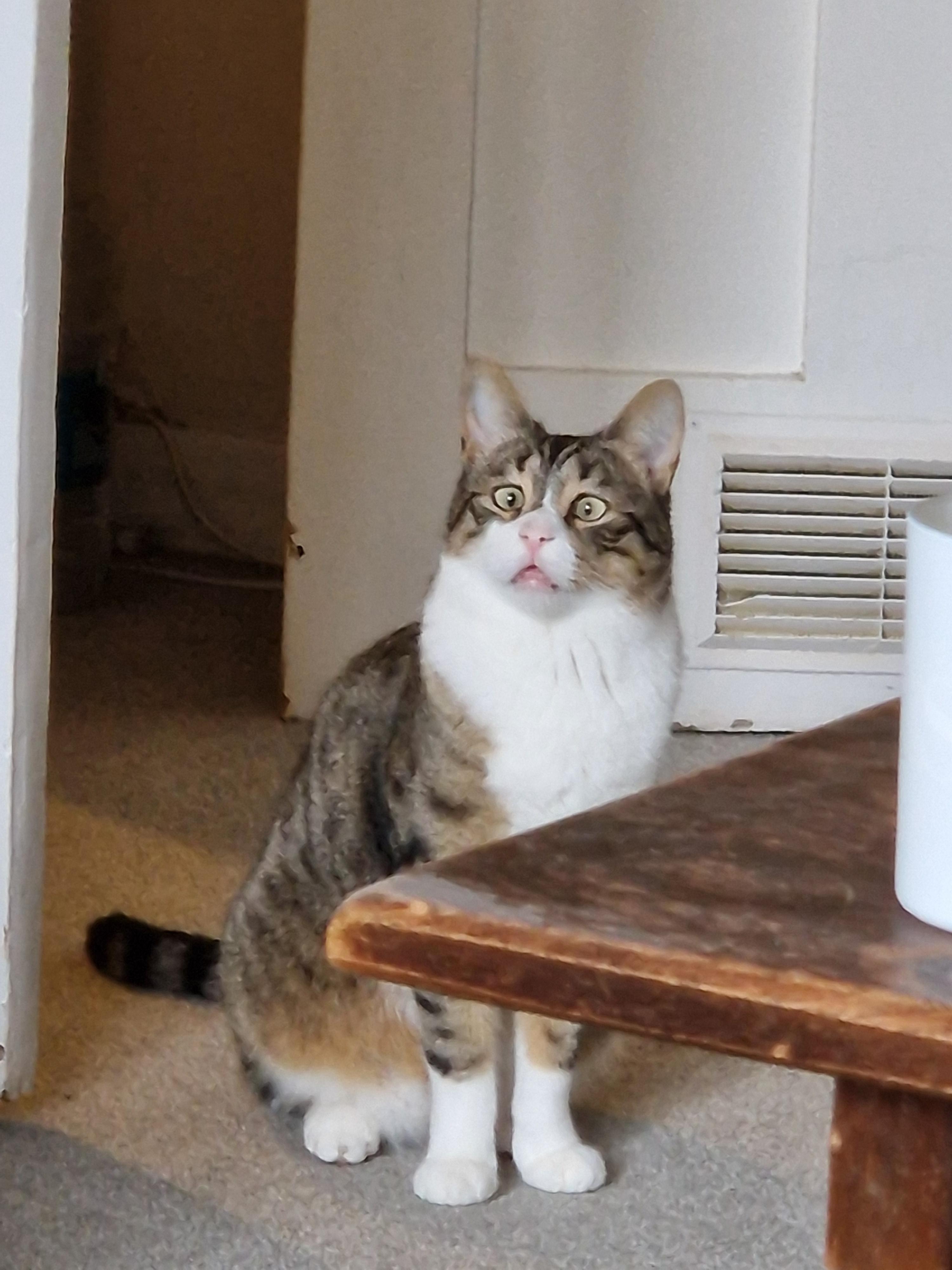 Most concerned cat in the world? | Scrolller