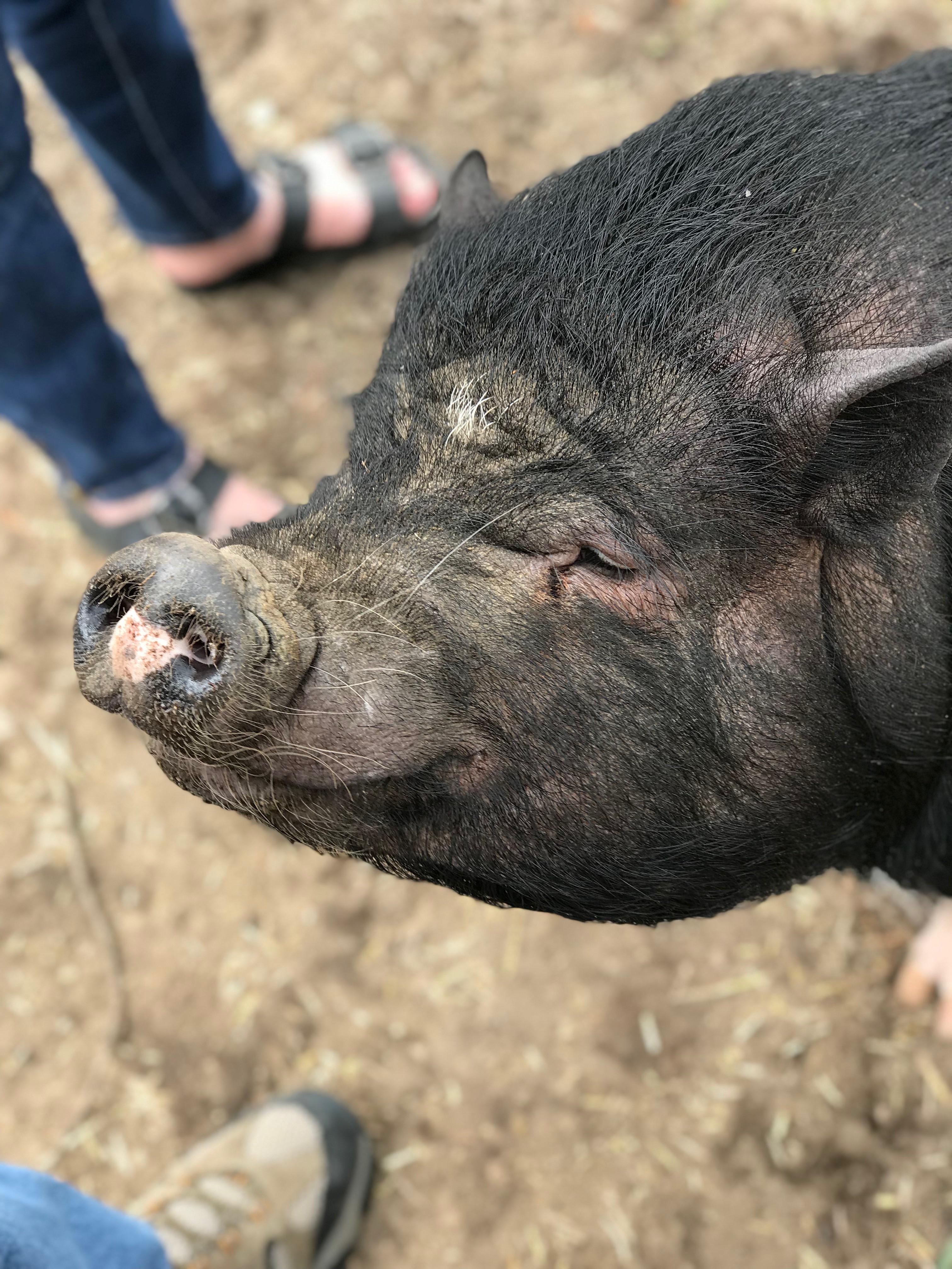 Pig