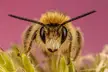 Hairy Legged Mining Bee [6960x4640] [OC]