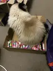 Halloween Quality control officer