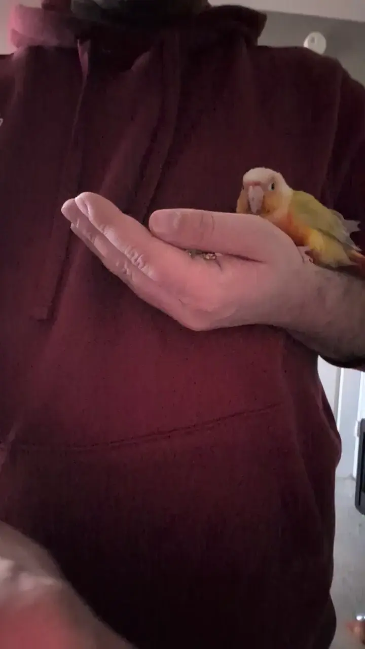 Hand desensitization training